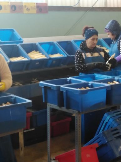 Führung durch den Spargelhof mit Einweisung in die Arbeitsabläufe (1)