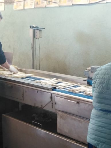 Führung durch den Spargelhof mit Einweisung in die Arbeitsabläufe (2)